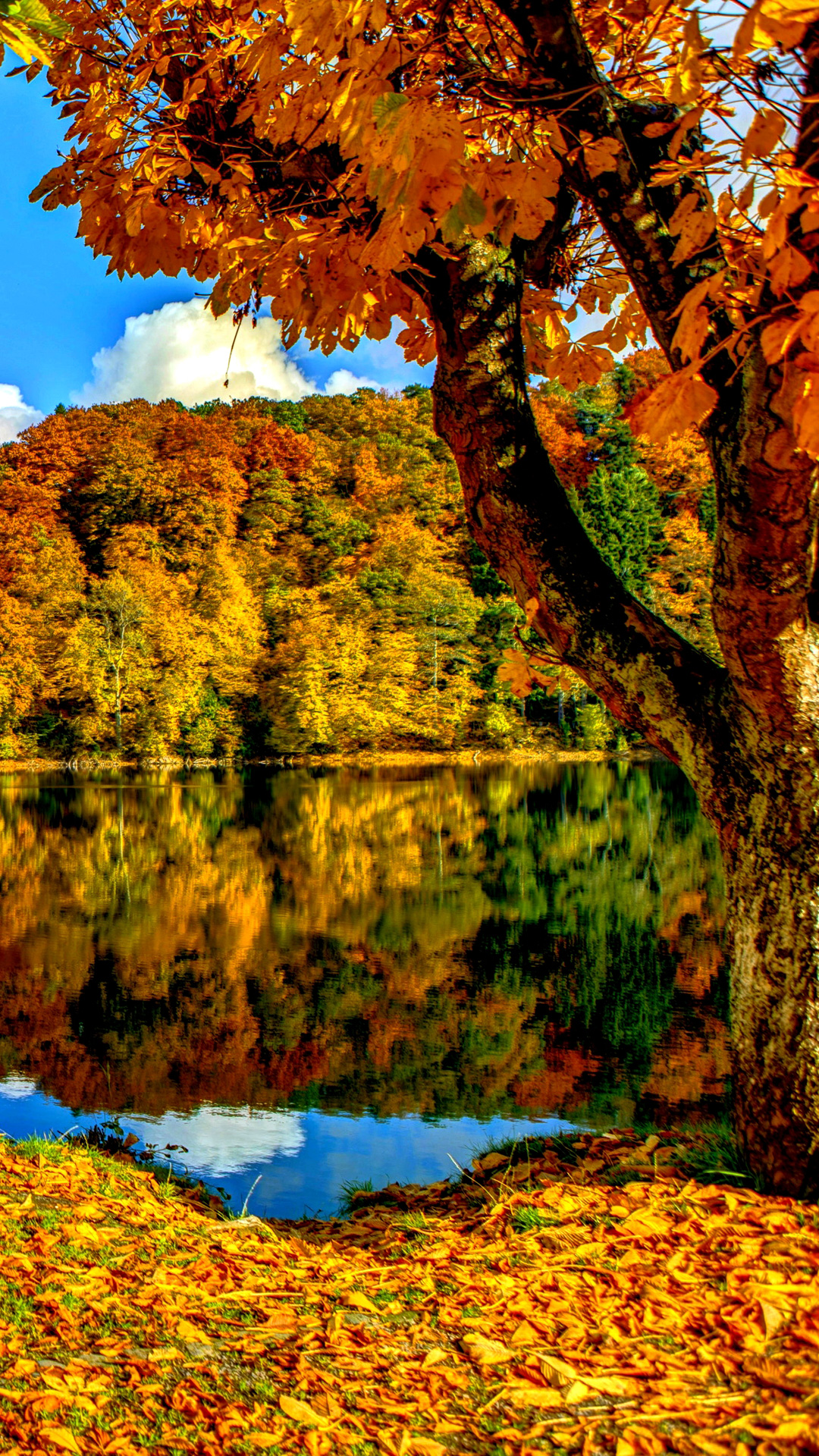 Autumn Trees Wallpaper Fall