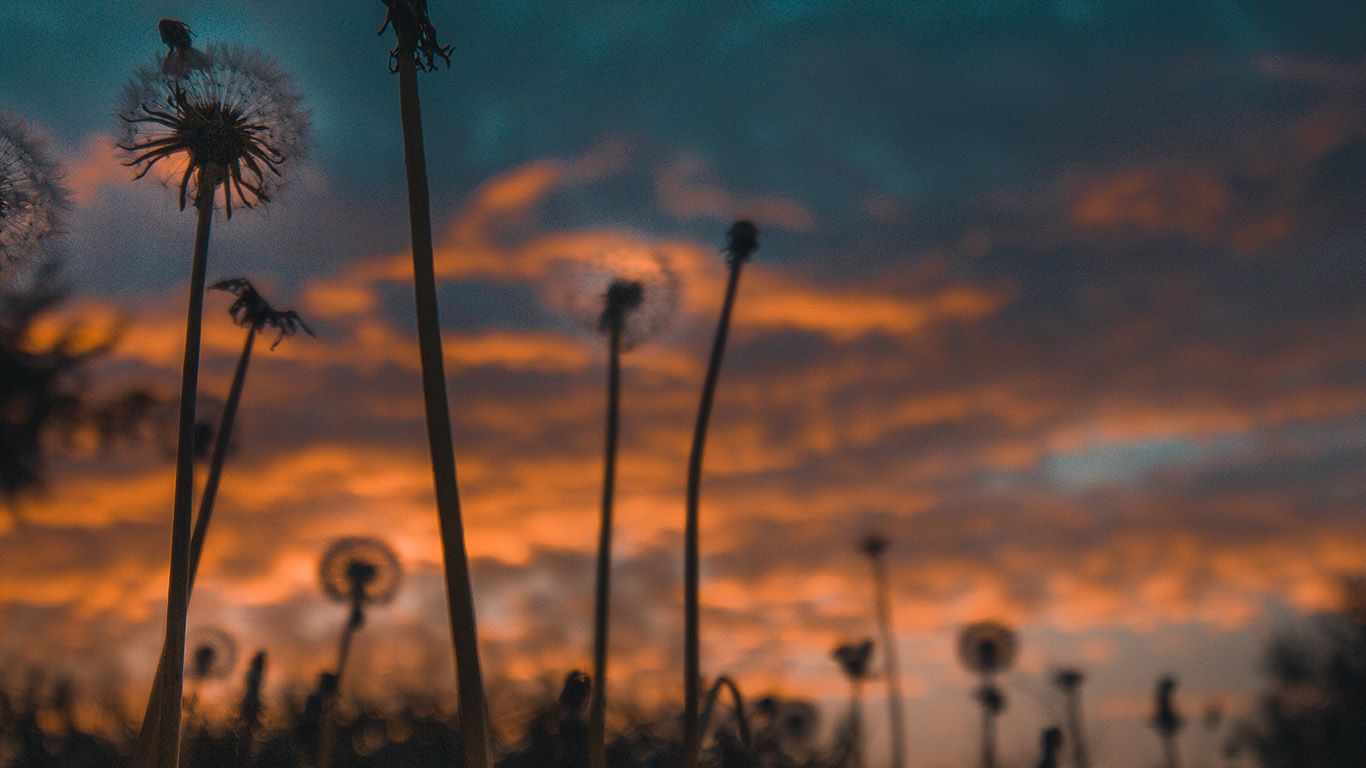 Nature Aesthetic Wallpaper