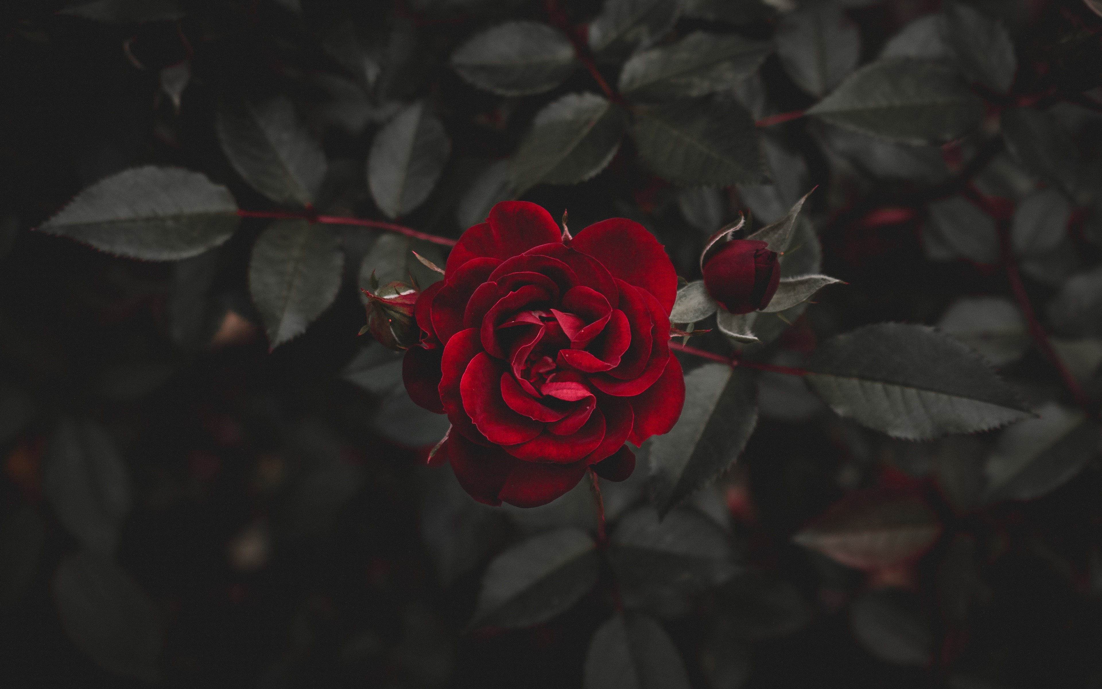 A close-up of a deep red rose in full bloom, set against a backdrop of dark green foliage. The rich color and intricate details of the petals are highlighted, creating a dramatic and romantic image