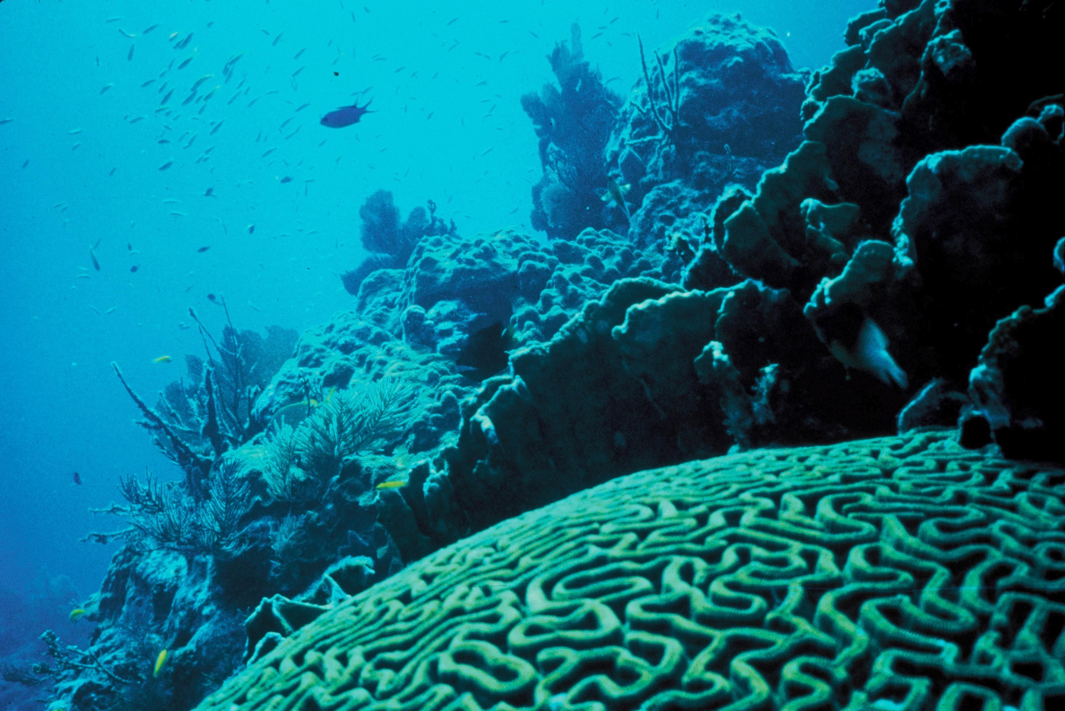 Underwater Coral Reef Royalty Background Bwalles