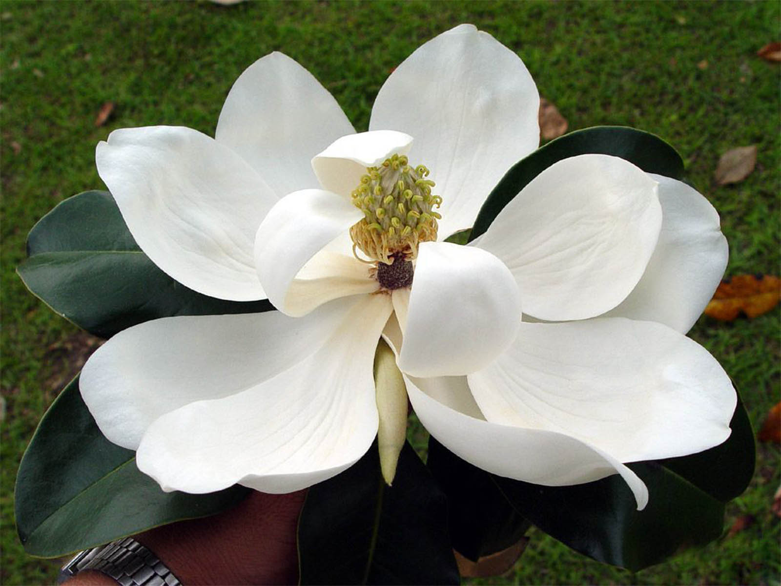 Wallpaper Southern Magnolia Flower