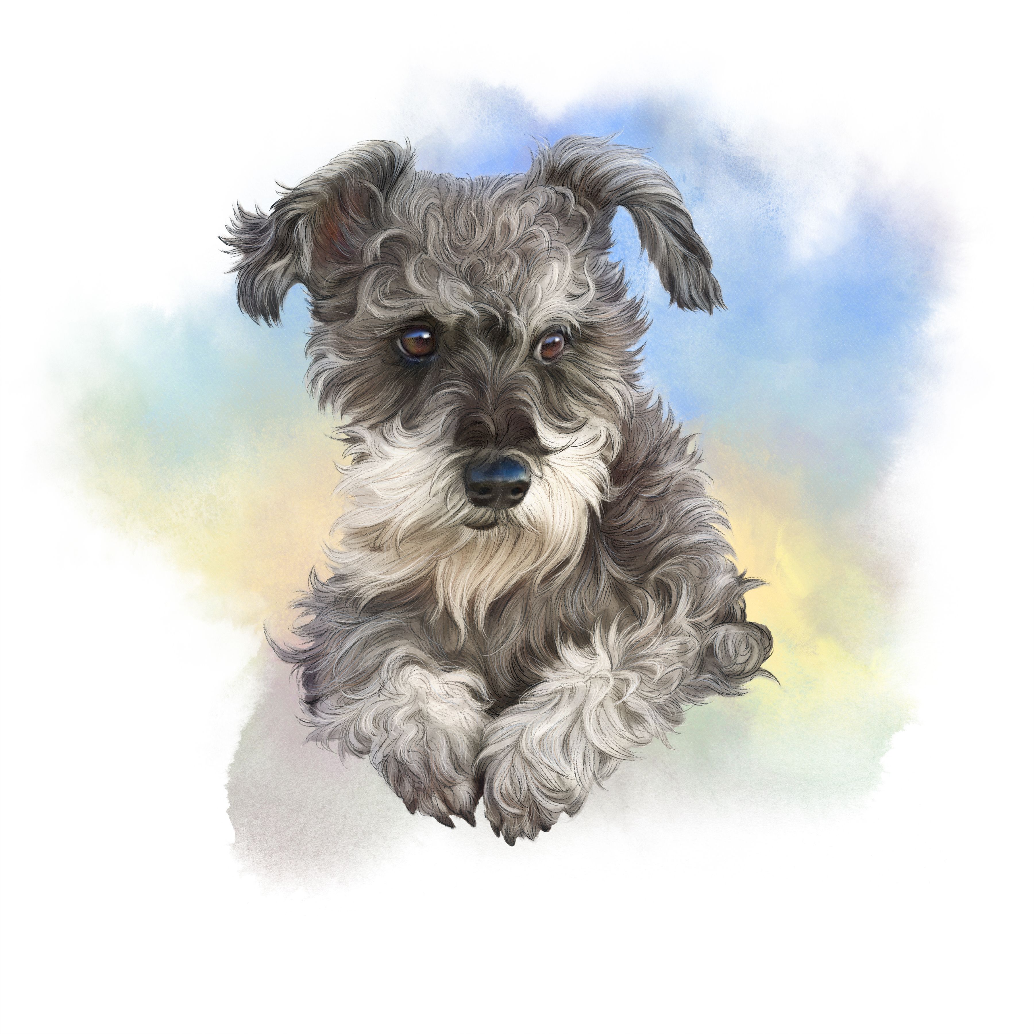 Cute Small Puppy Mini Schnauzer Dog Image Stock