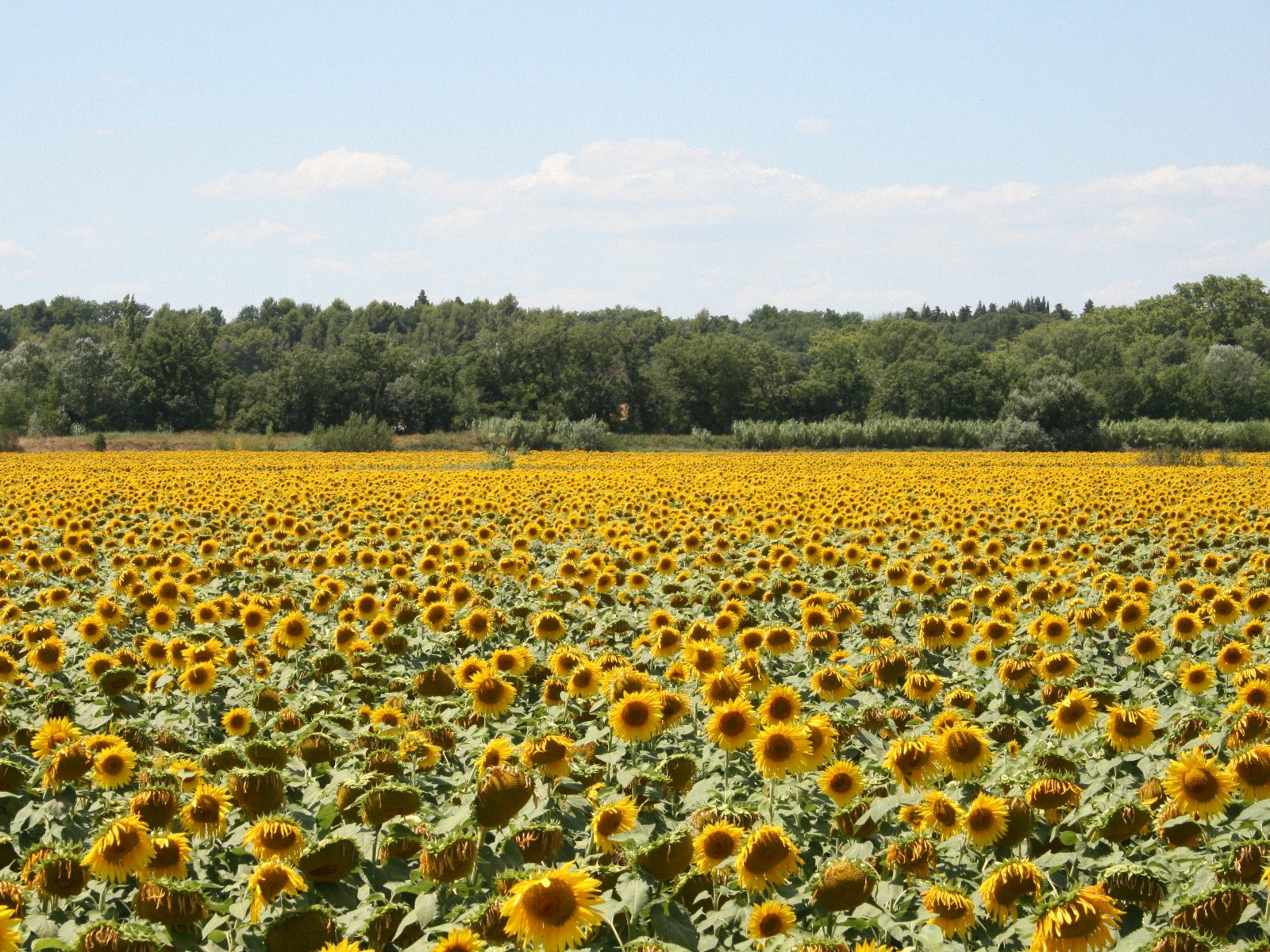 Sunflowers In Provence Wallpaper Pictures