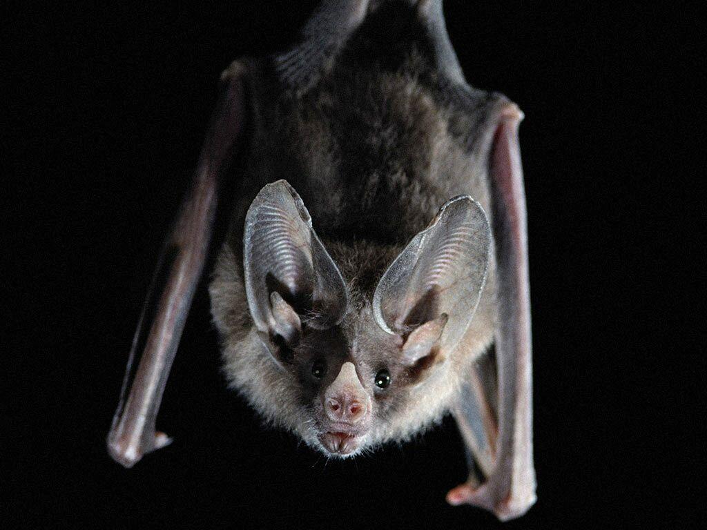 Peel  Stick Wallpaper 9ft x 2ft  Night Flight Gothic Halloween Bats Grey  Bat Animal Spooky Dark Cave Emo Creatures Wildlife Custom Removable  Wallpaper by Spoonflower  Walmartcom