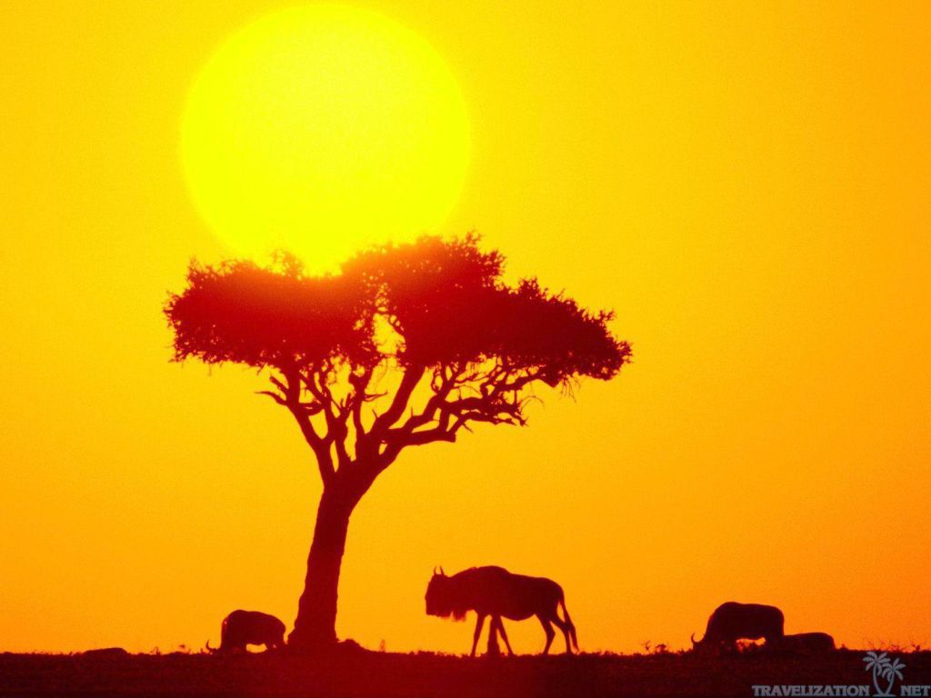 All Joy Of African Safari Wallpaper Travelization