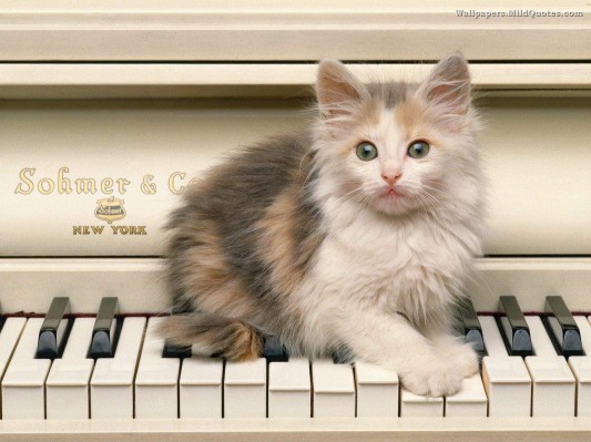 Pets Wallpaper