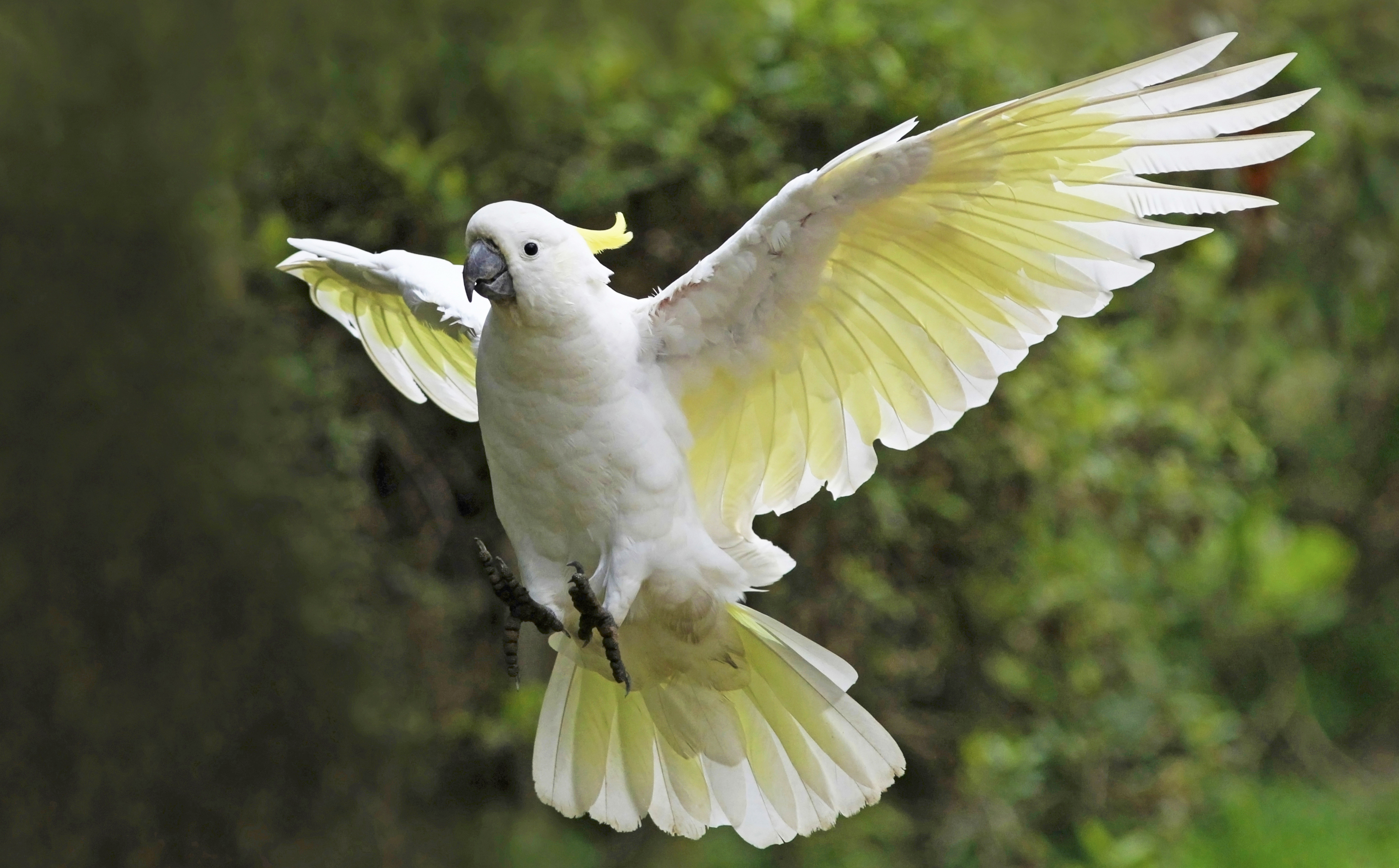 Cockatoo HD Wallpaper Background Image