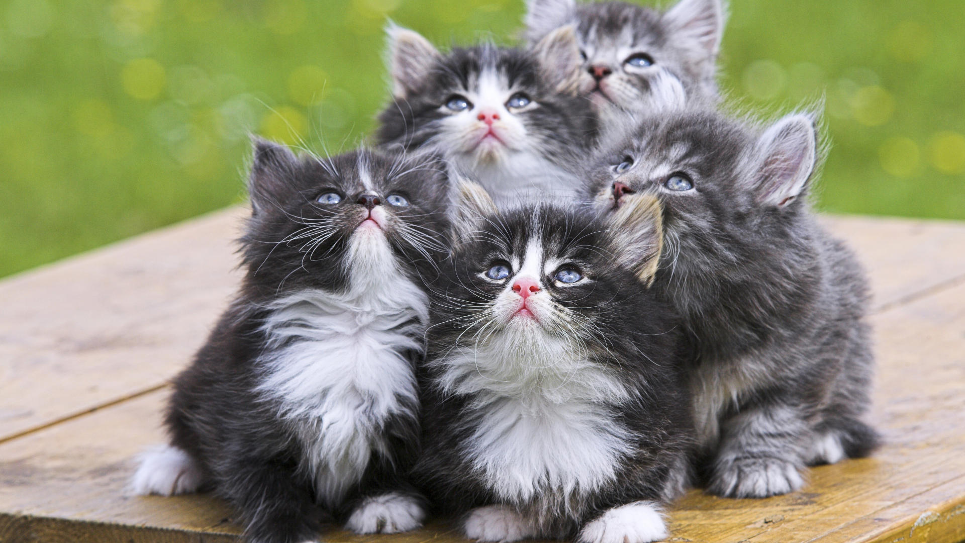 S Persian Kittens Hd Wallpaper In High Resolution For