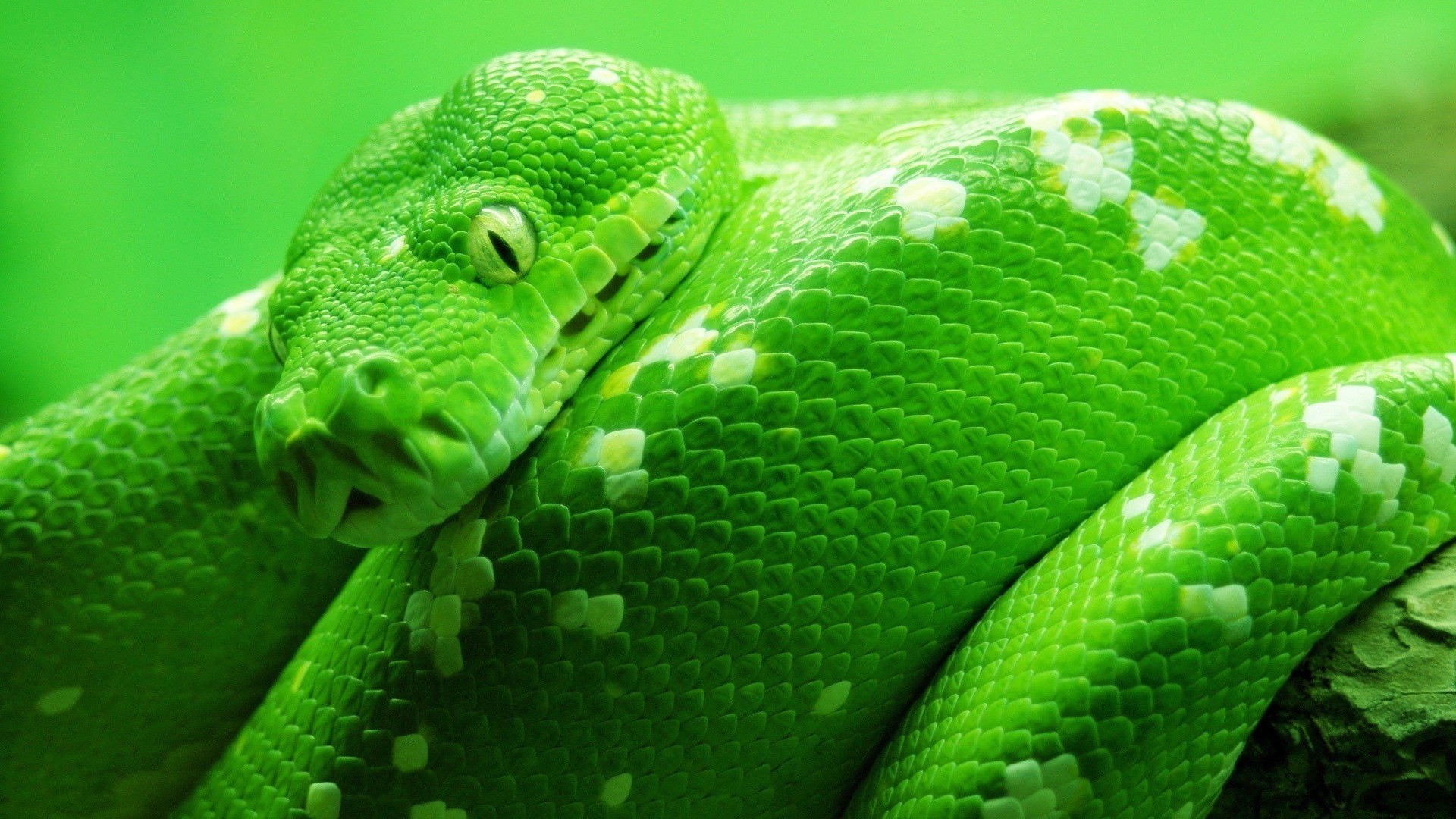 Download Green snake wallpaper