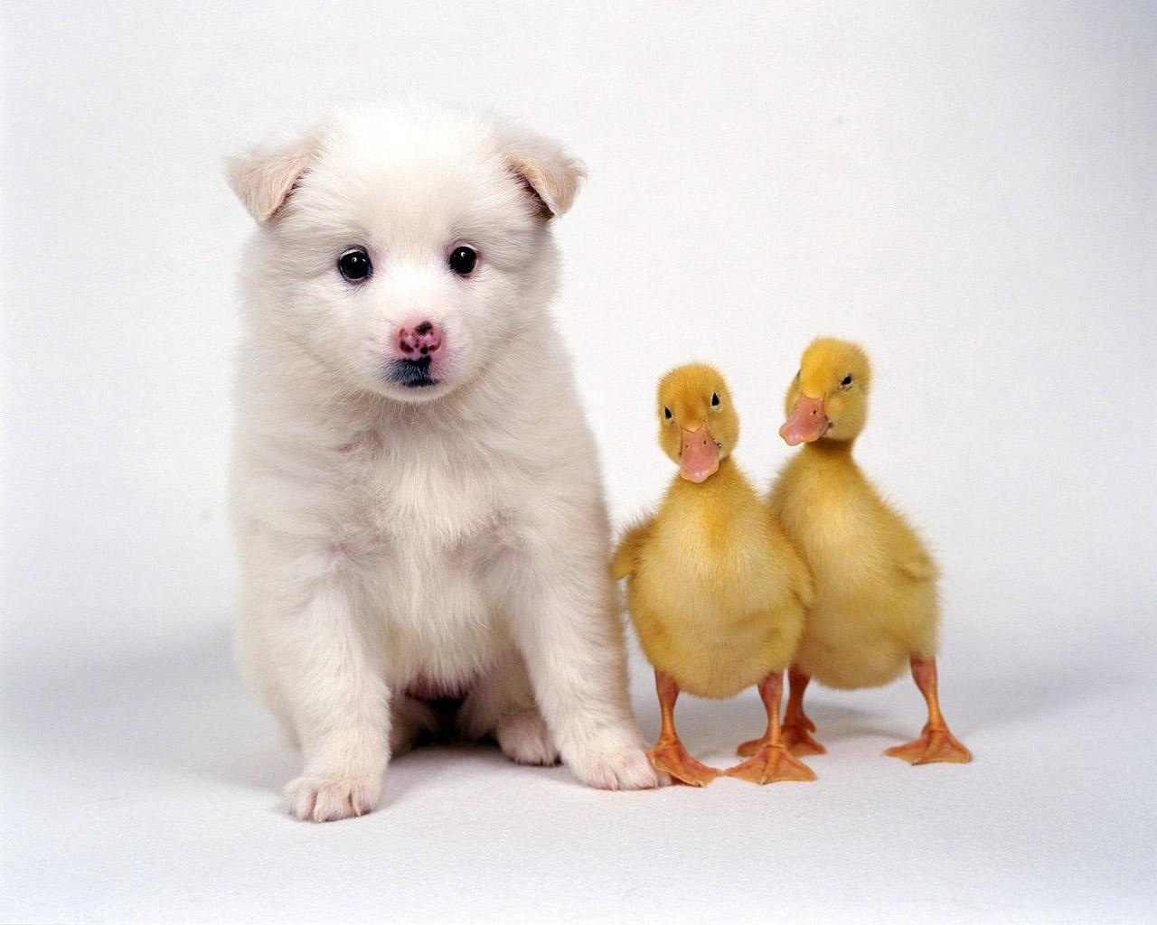 A fluffy white puppy sits next to two adorable yellow ducklings on a white background, creating a heartwarming scene of interspecies friendship