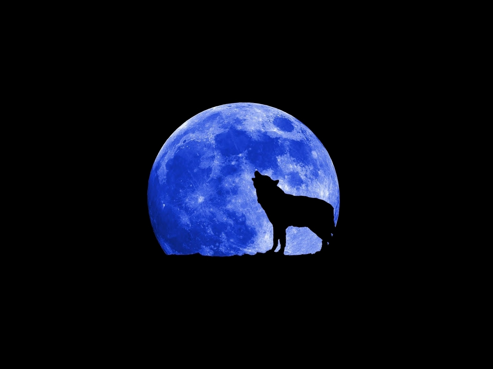 Wolves images Wolf HD wallpaper and background photos 18854237