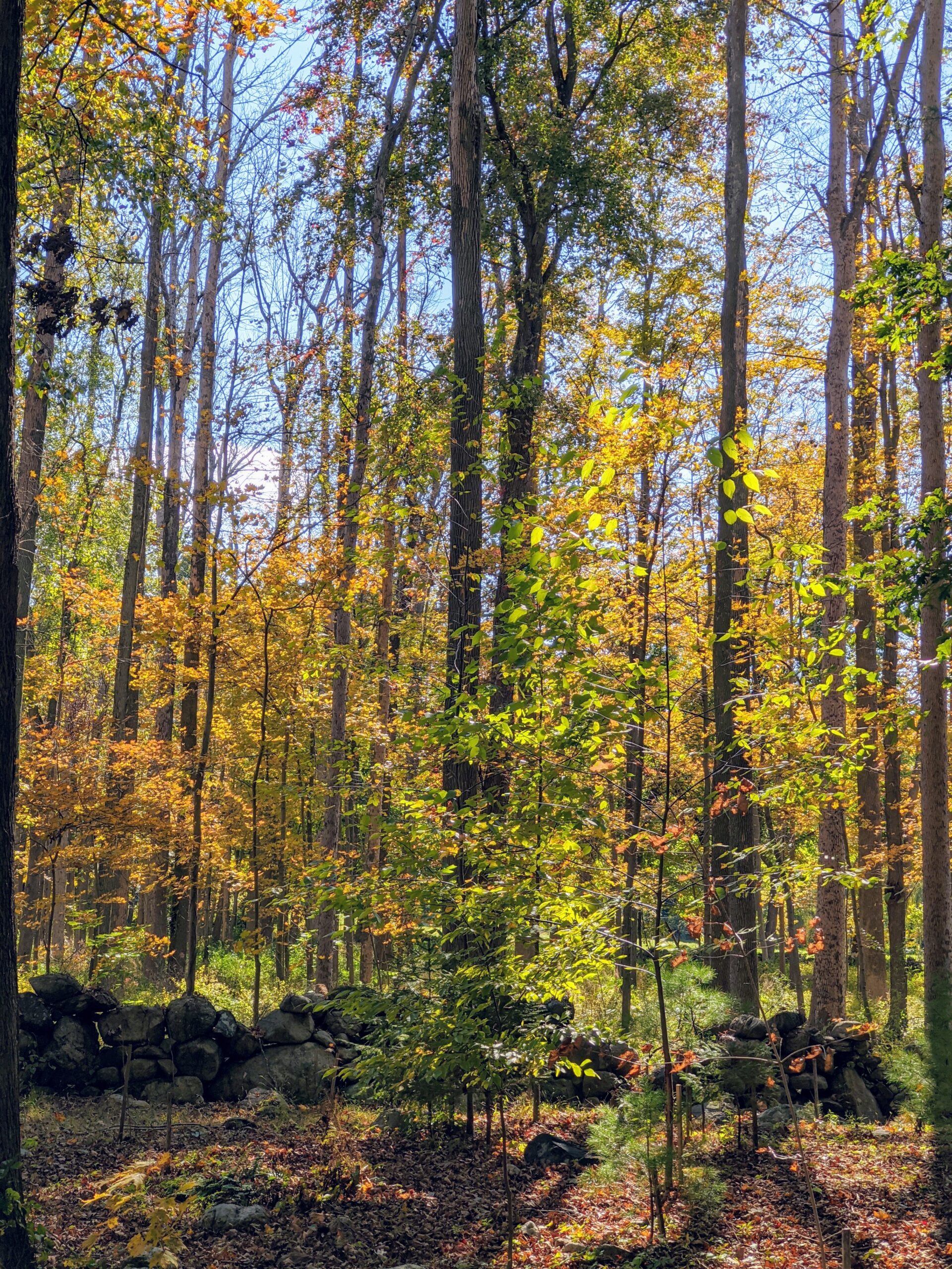 Early Fall Image Wallpaper