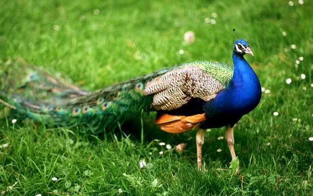 Peacock Wallpaper In HD Most Beautiful Pics For Sale
