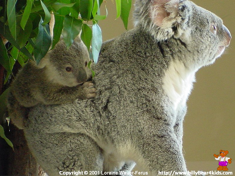 Baby Koala Bear Wallpaper Desktop