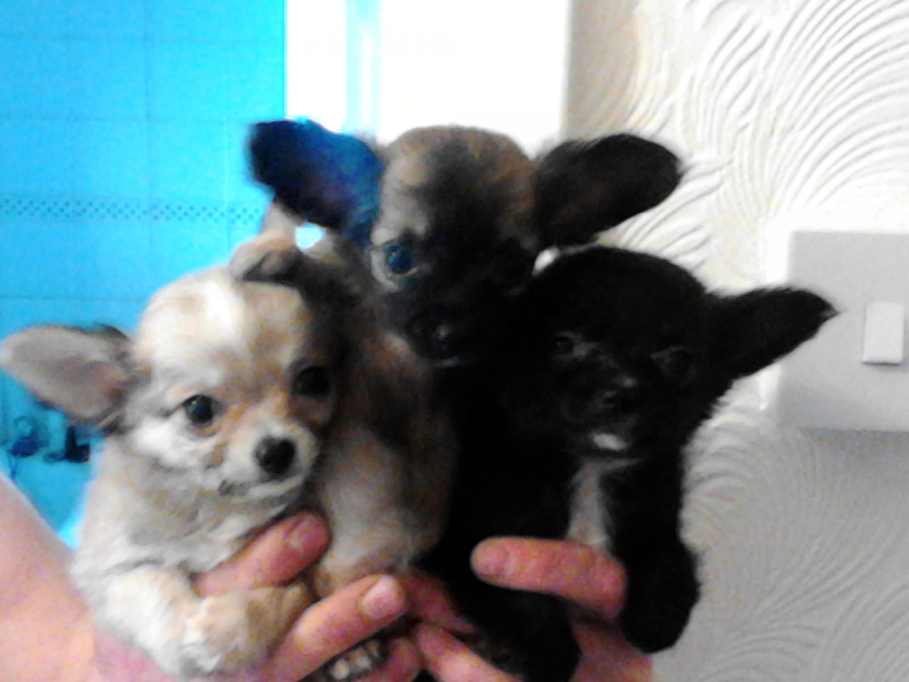 Teacup Chihuahua Puppies Image Thecelebritypix