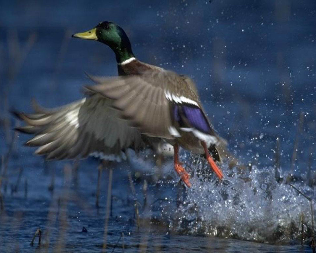 Wood Duck Wallpaper Pictures To Pin
