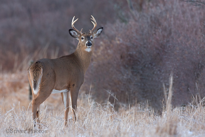 White Tailed Deer Buck Nature Notes