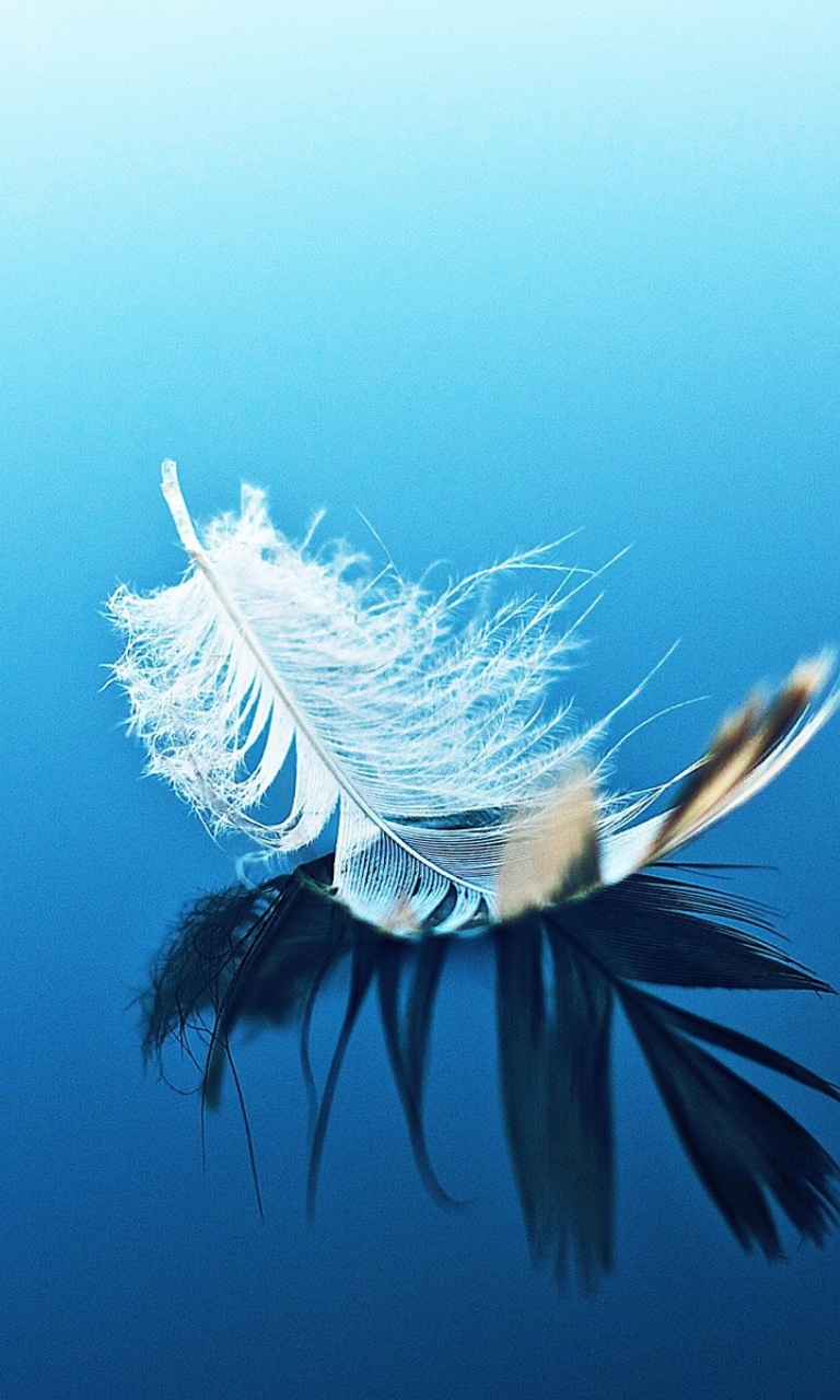 Feather On Blue Surface 768x1280 wallpaper screensaver