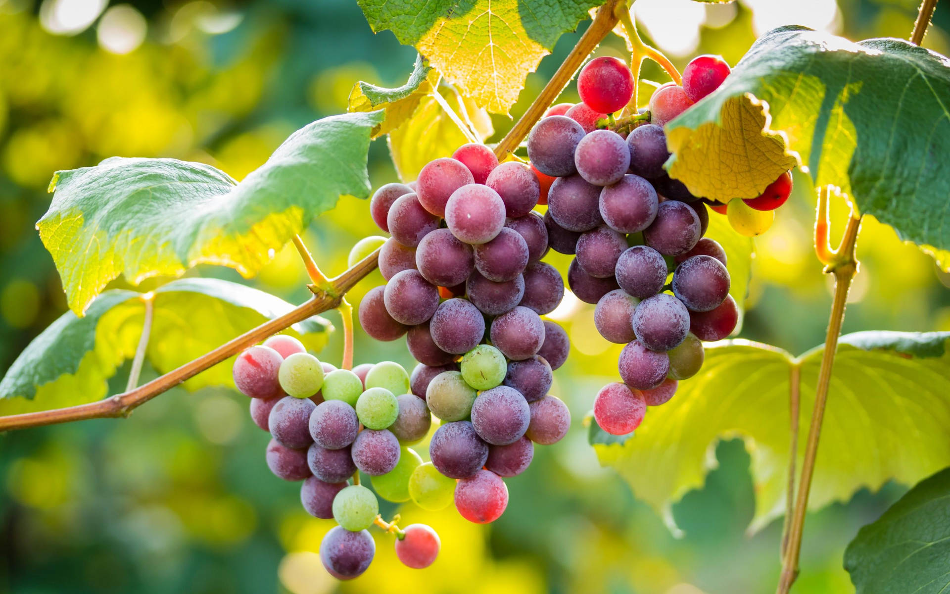Grapes 6l40hfchhnr2hofp Wallpaper