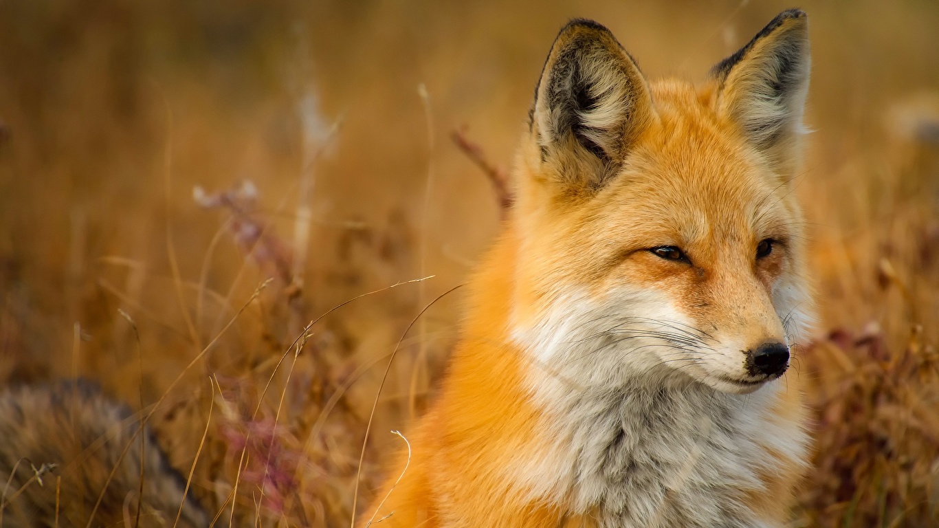 Image Foxes Animals