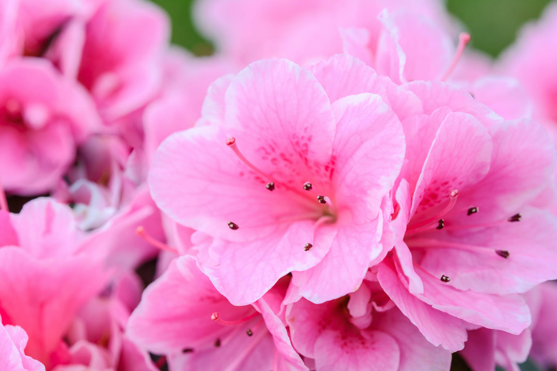 Top Pink Flowers Aesthetic Wallpaper Full HD 4k To Use