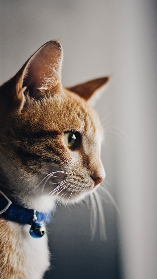Best Cat iPhone HD Wallpaper