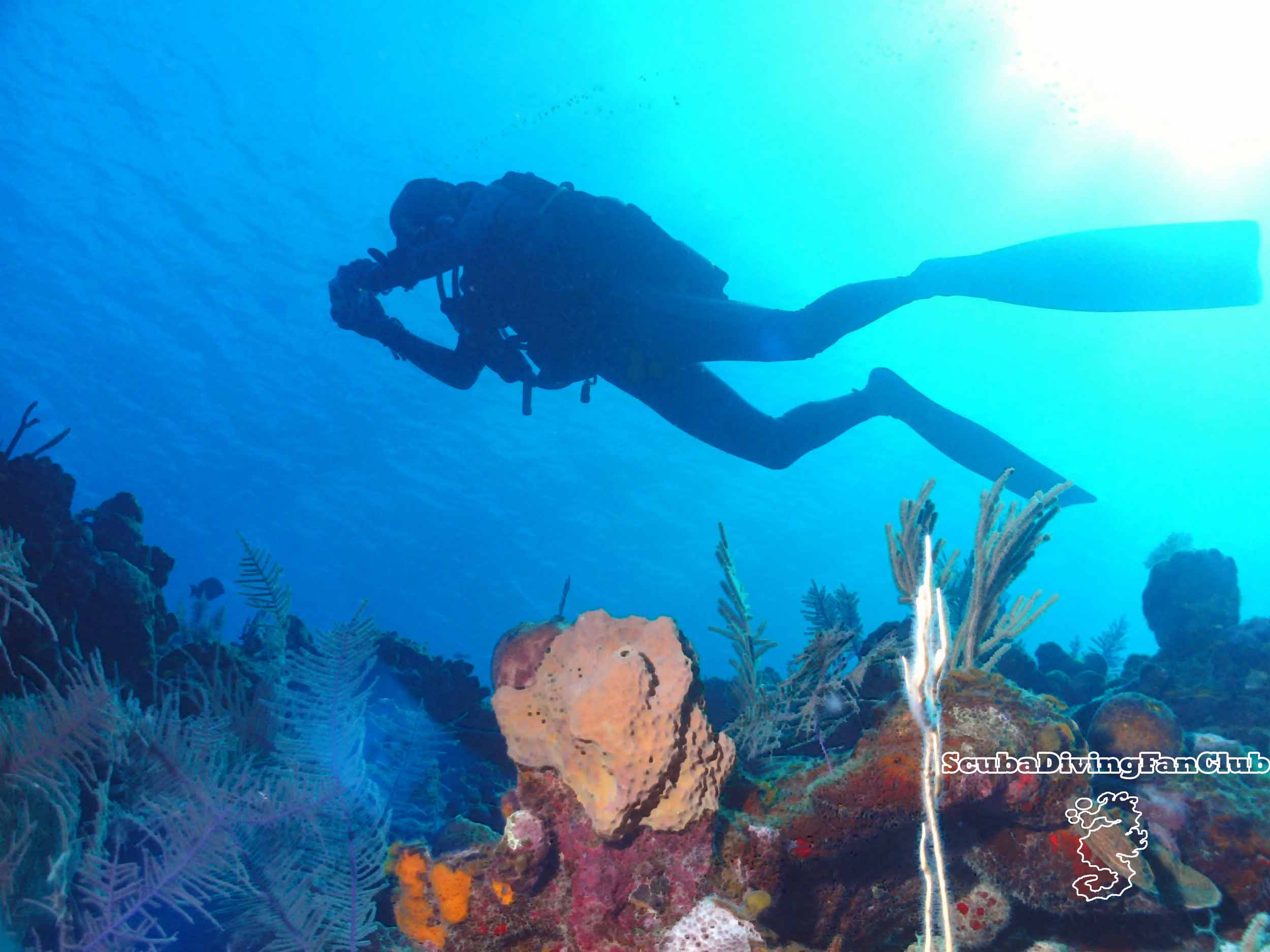 Scuba Diving Wallpaper Free diving wallpapers