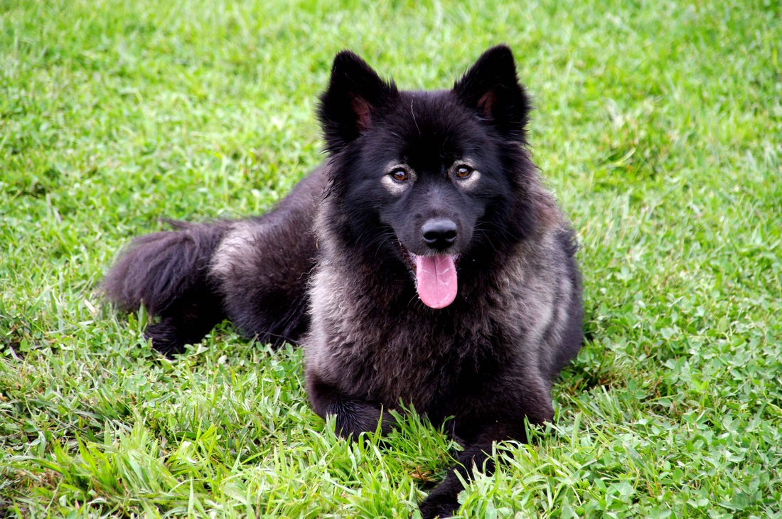 Finnish Lapphund Photos And Wallpaper The Beautiful