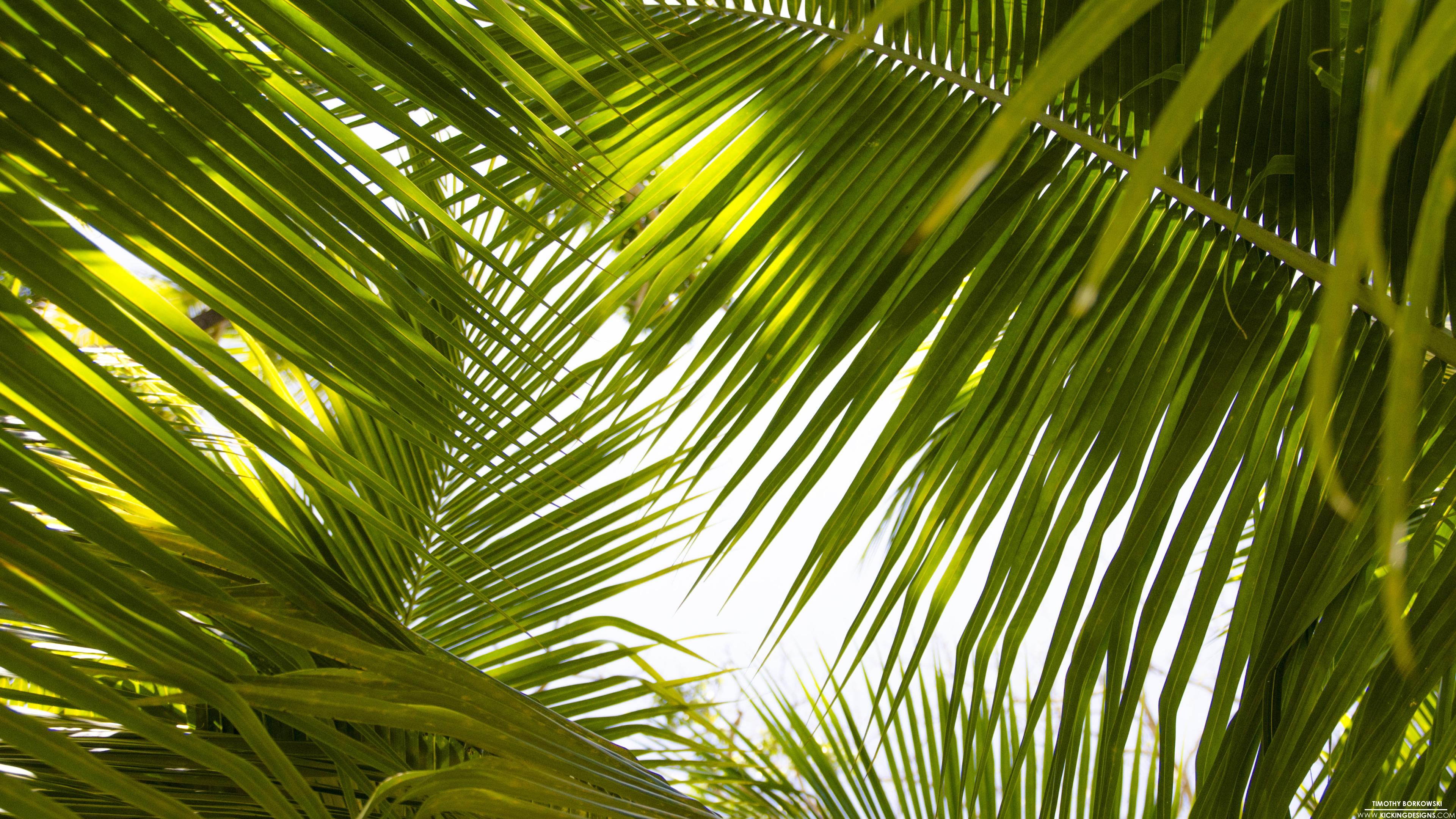 Tropical Leaves Wallpaper Background Kicking Designs