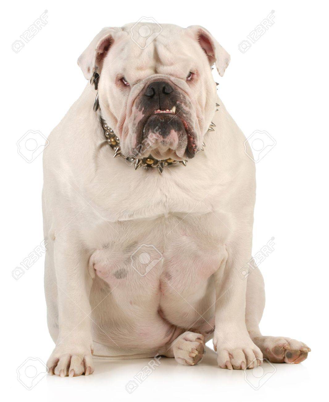 Free download Guard Dog English Bulldog Wearing Spiked Collar With