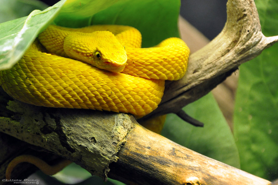 Eyelash Viper By Chaotic Chelly