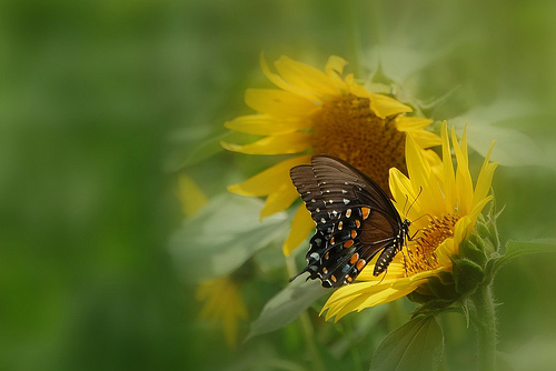Aka Spicebush Swallowtail Butterfly On Sunflower Wallpaper Background