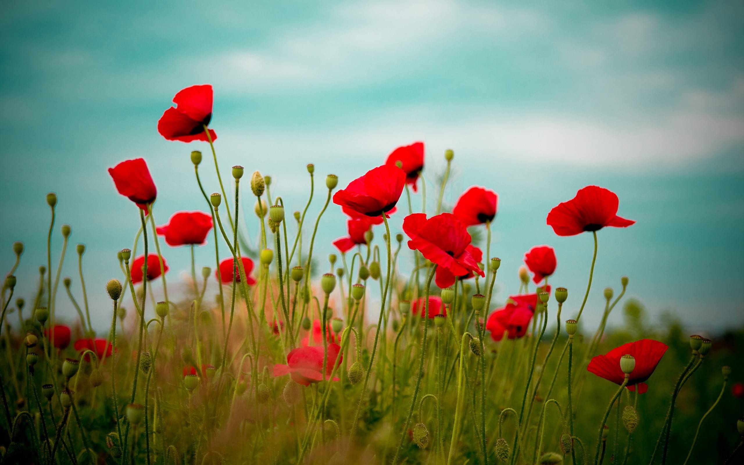 Nature Flowers Wallpaper Image Photos Picture