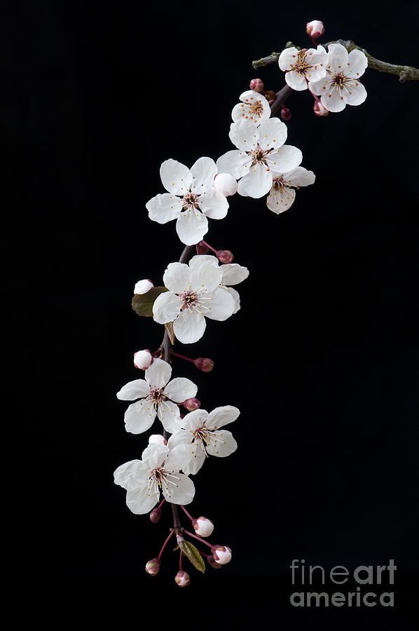 Blossom On Black By Tim Gainey Cherry Wallpaper