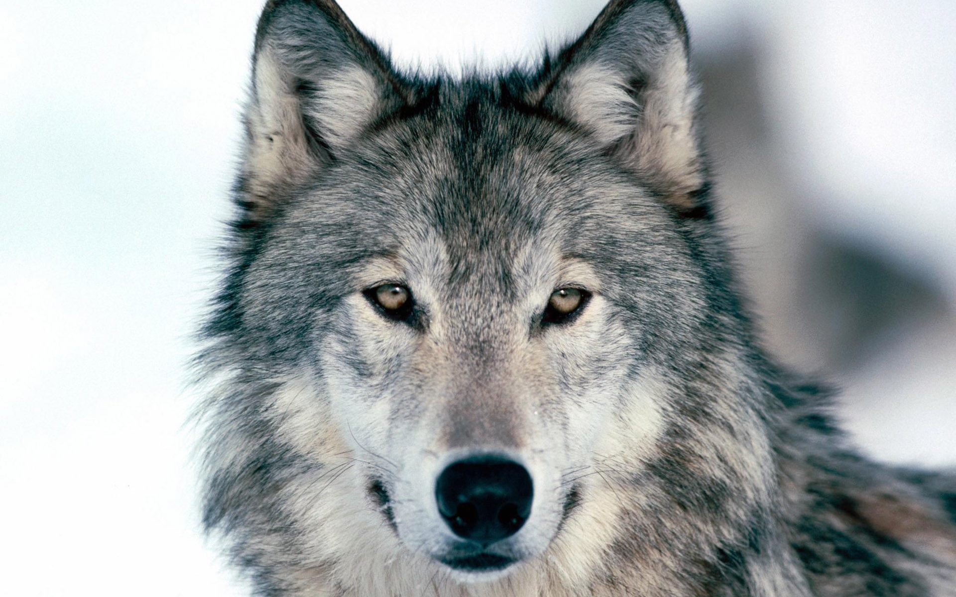48 Wolf Wallpaper For Walls On Wallpapersafari