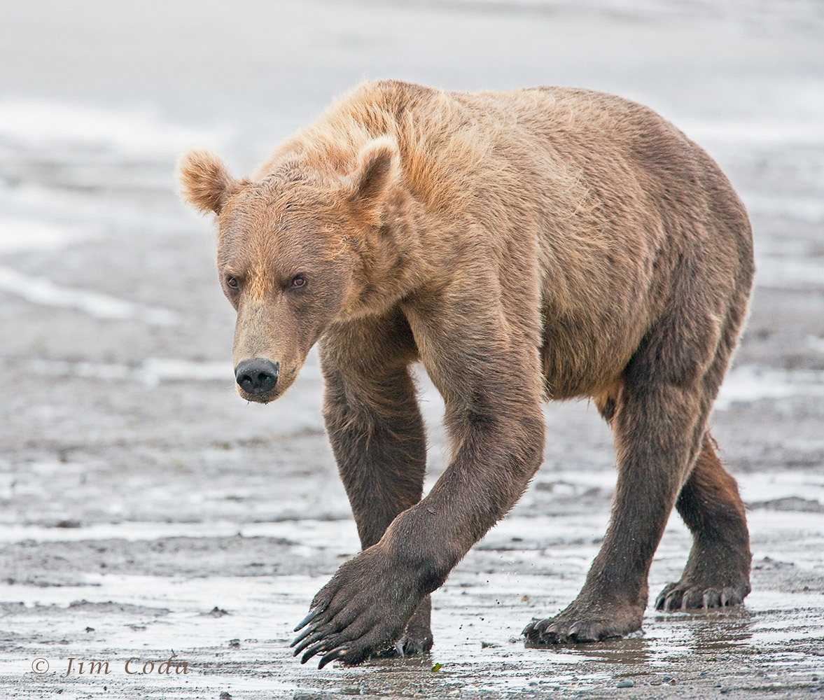Brown Bear Cub Lake Clark National Park Alaska Image