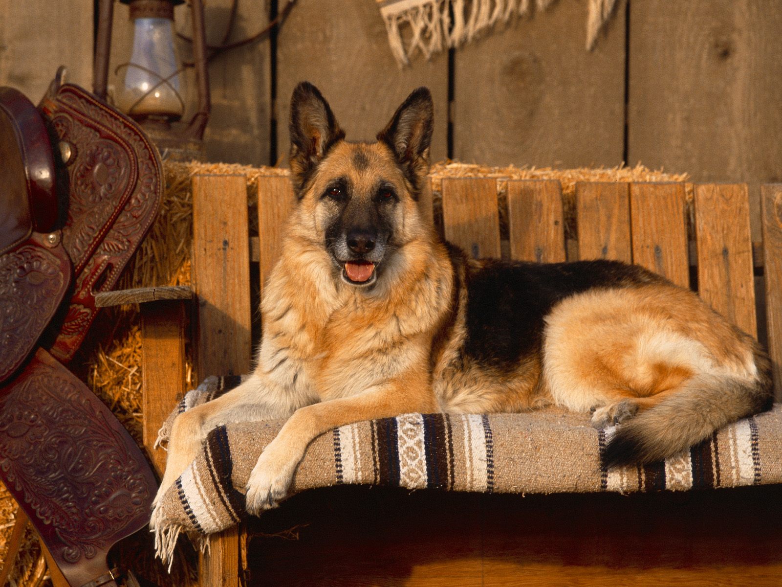German Shepherd HD Wallpaper Dogs Full