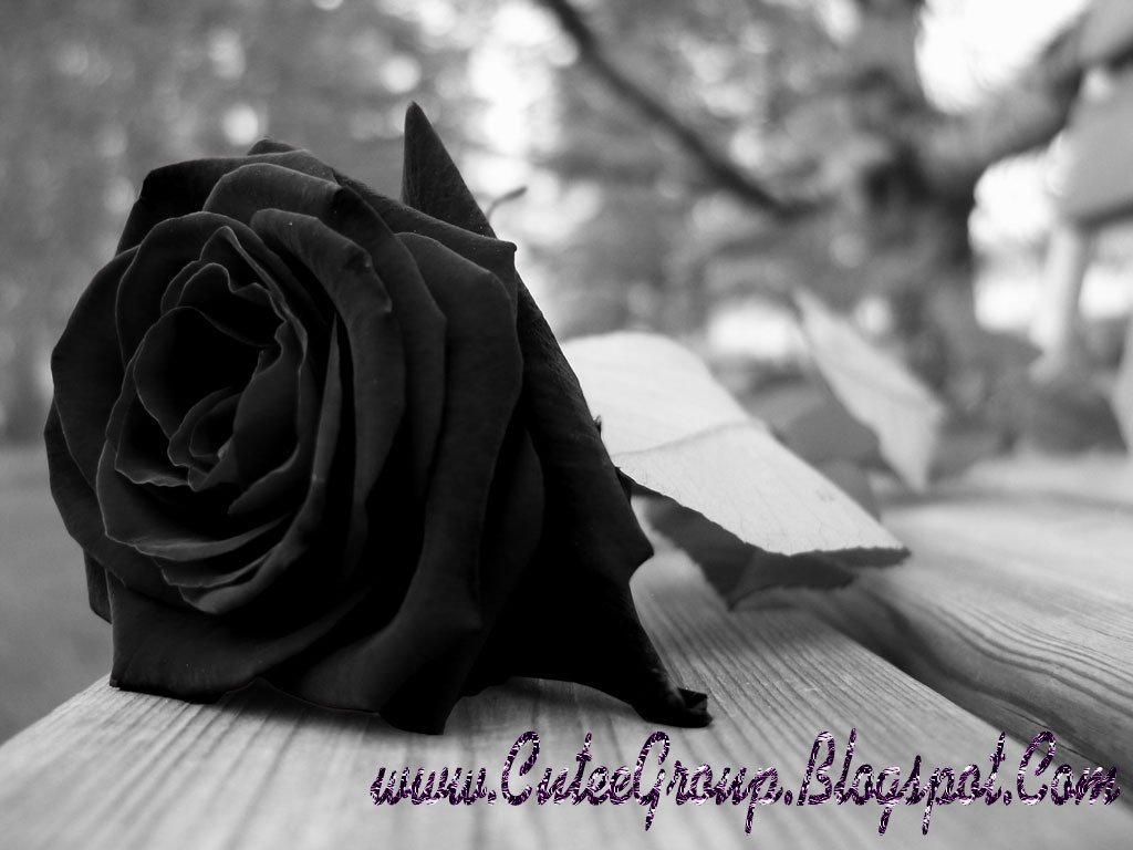 Free download Real Black Rose Wallpaper [1024x768] for your ...