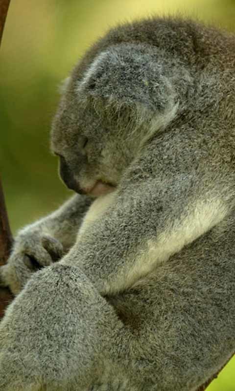 Cute Koala Bear Live Wallpaper Android