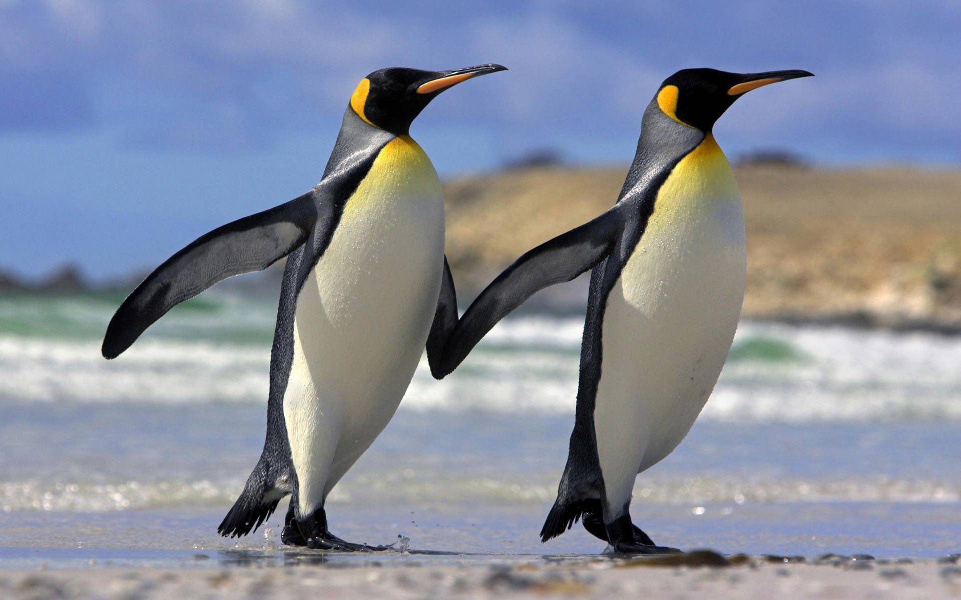Penguin Parade Widescreen HD Desktop Backgrounds Wallpapers