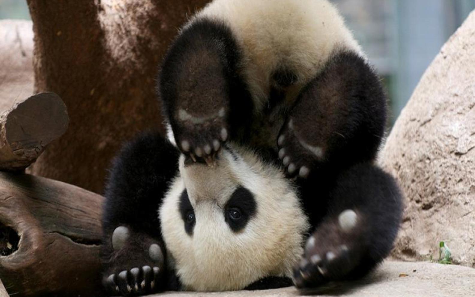 Displaying Image For Cute Baby Panda Bears