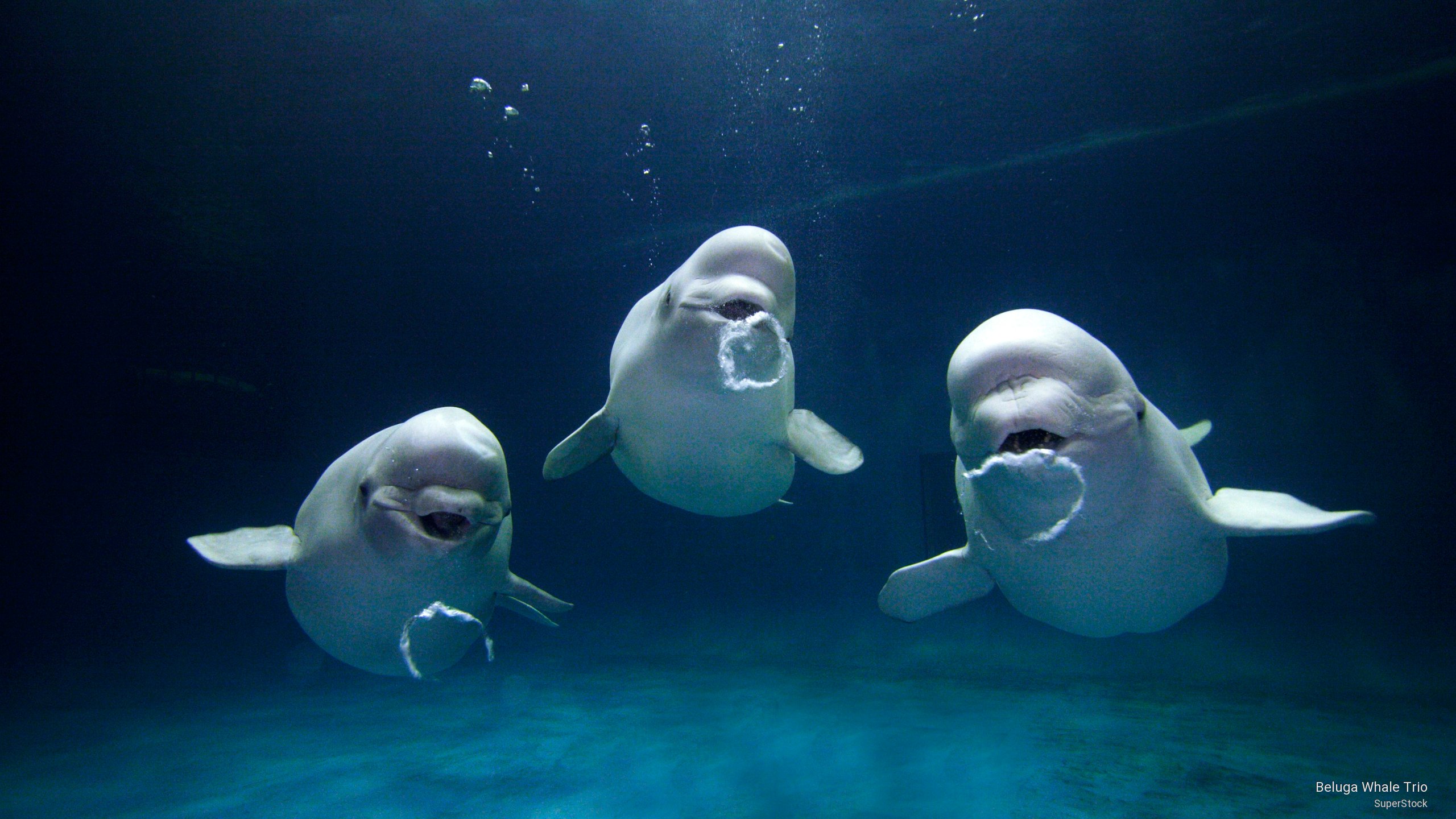 Beluga Whale Trio