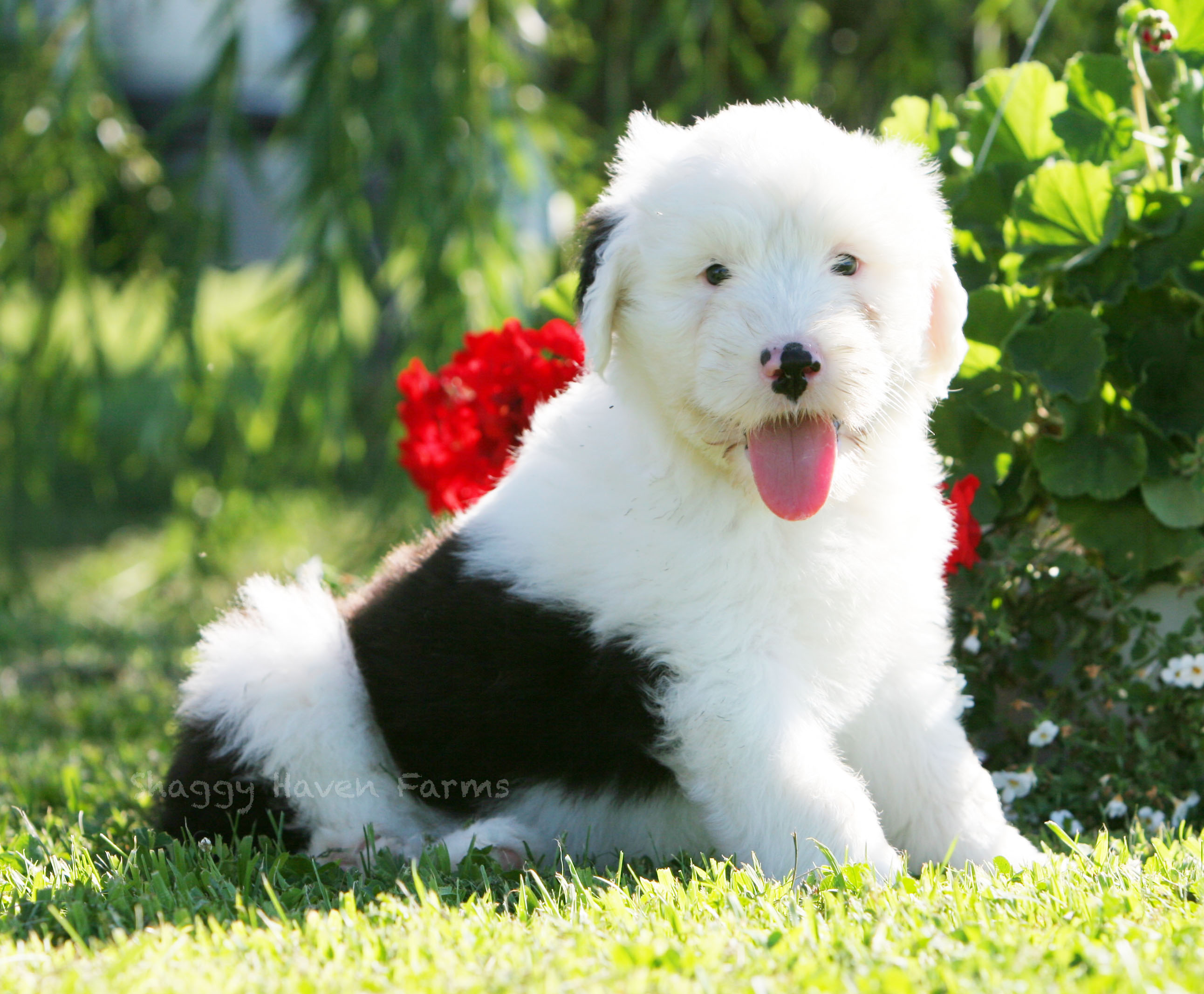 Old English Sheepdog with a flower photo and wallpaper Beautiful Old