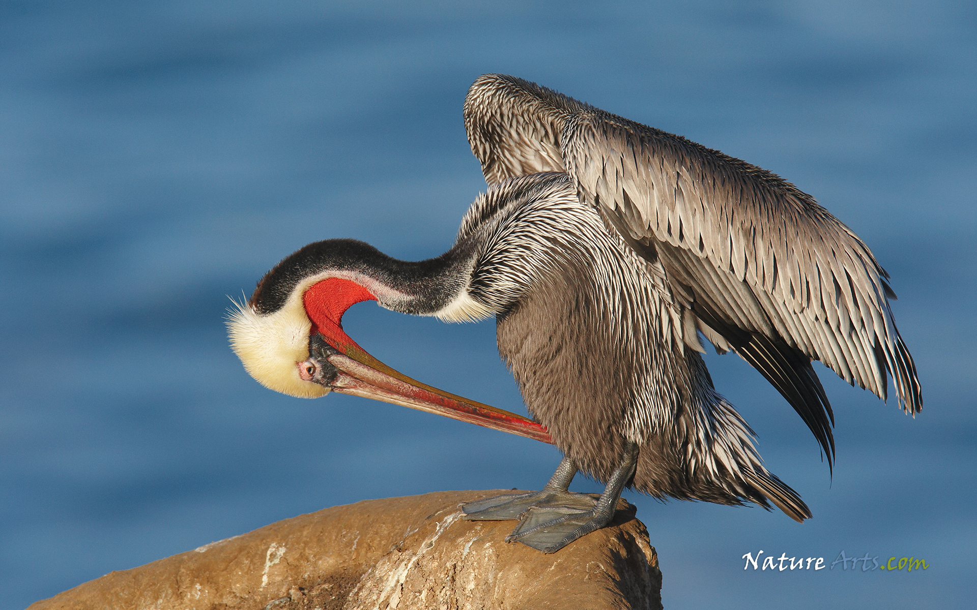 Brown Pelican Pacific Wildlife Wallpaper Desktop