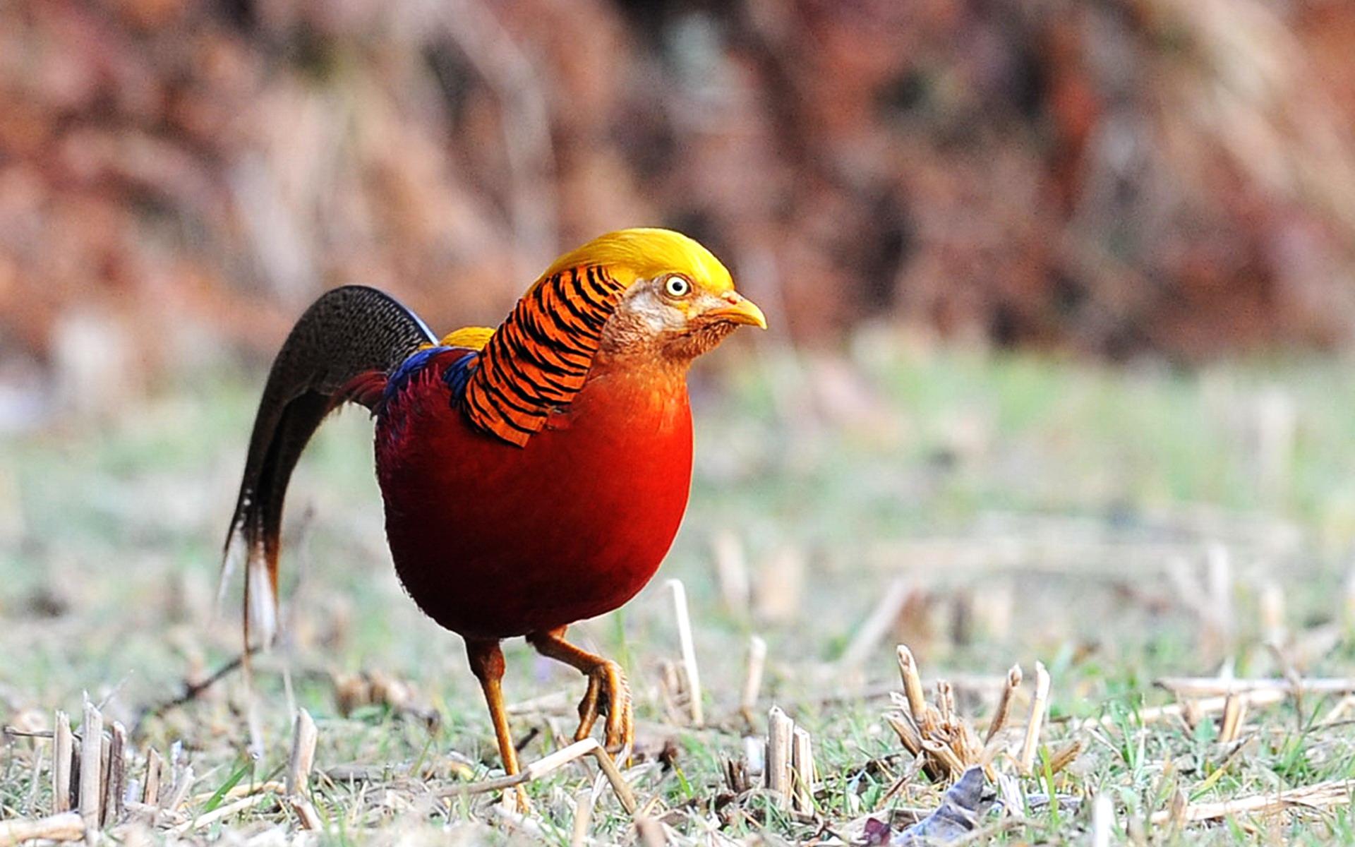 Golden Pheasant Full HD Wallpaper And Background