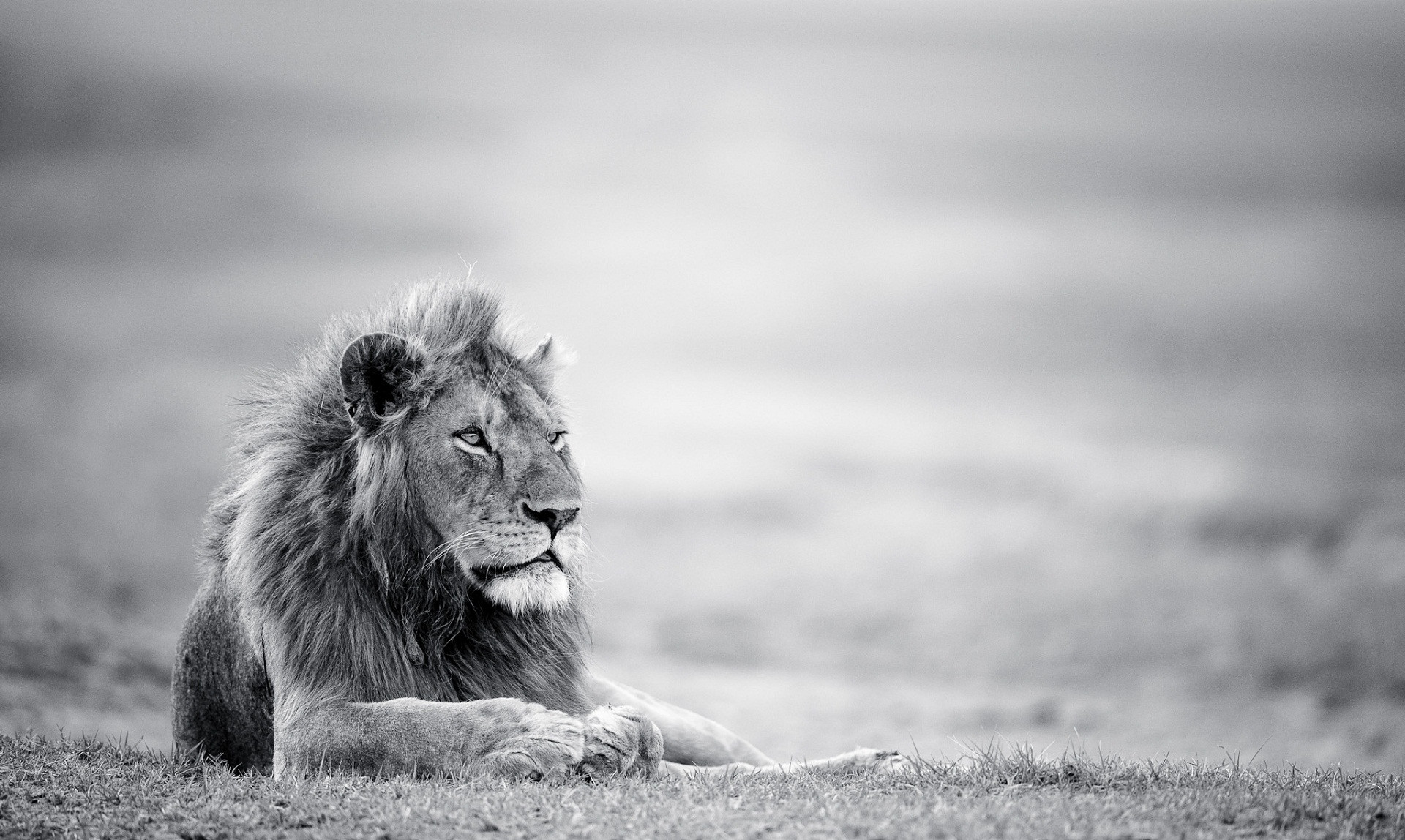 Black And White Lion Wallpaper HD