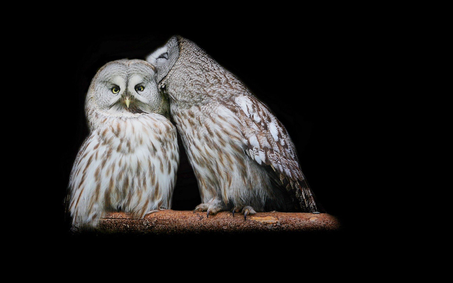 Great Grey Owl Puter Wallpaper Desktop Background