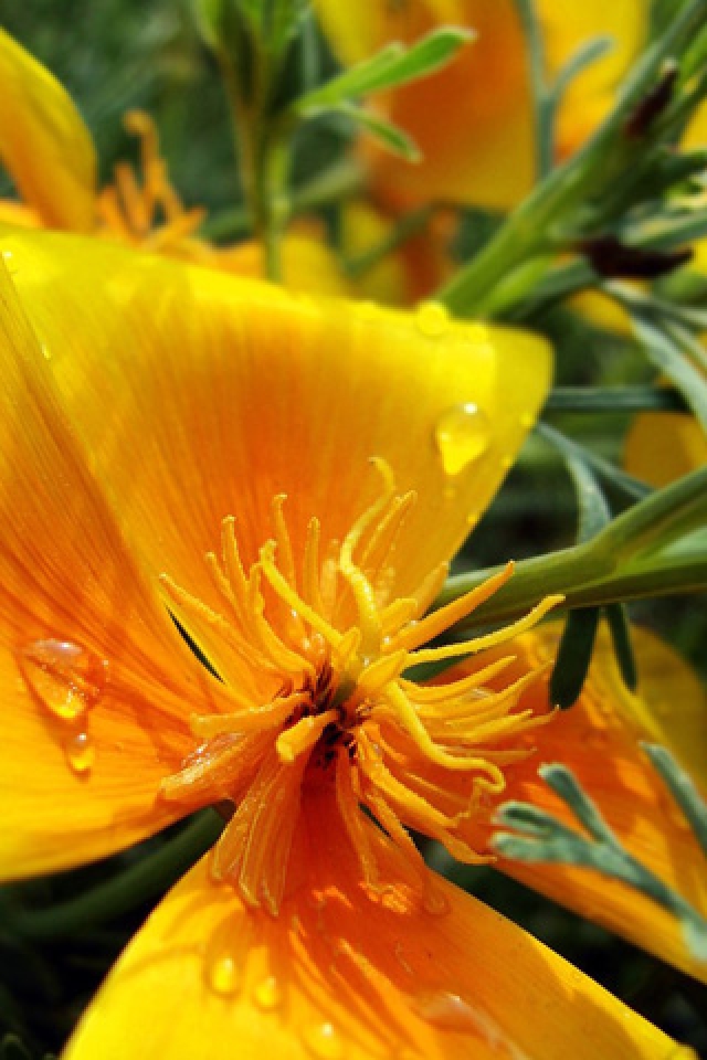 Big Yellow Flower With Drip Water iPhone HD Wallpaper