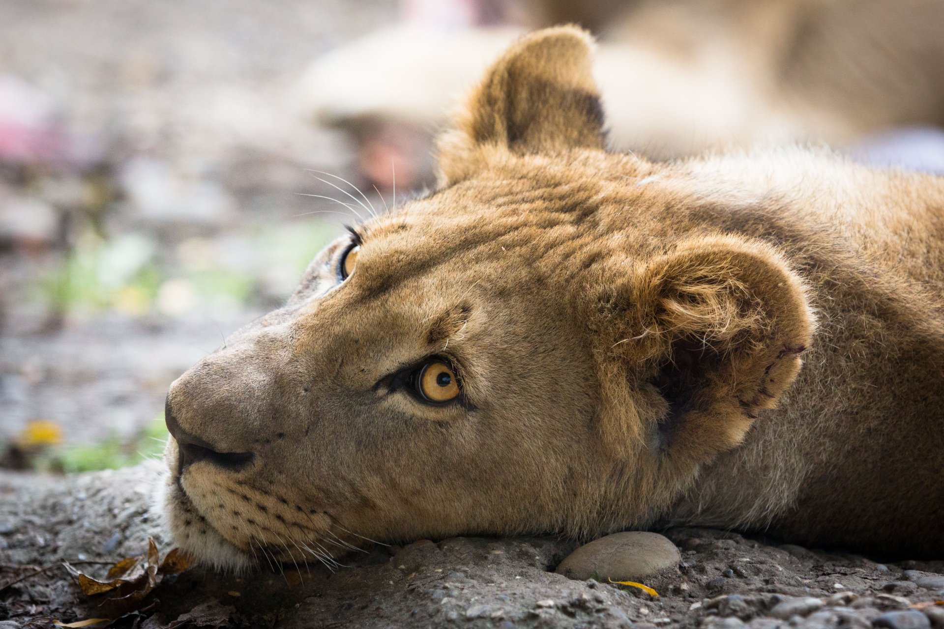 Lioness Wallpaper