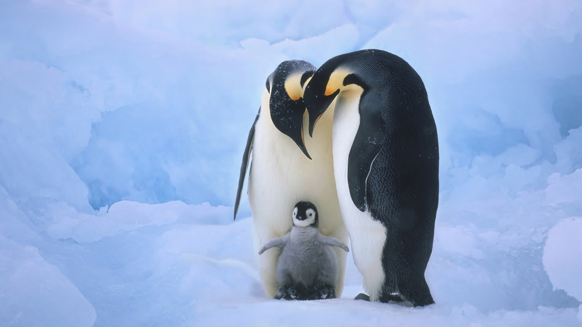 Penguins with chick in Snow Wallpaper   Wallpaper Stream